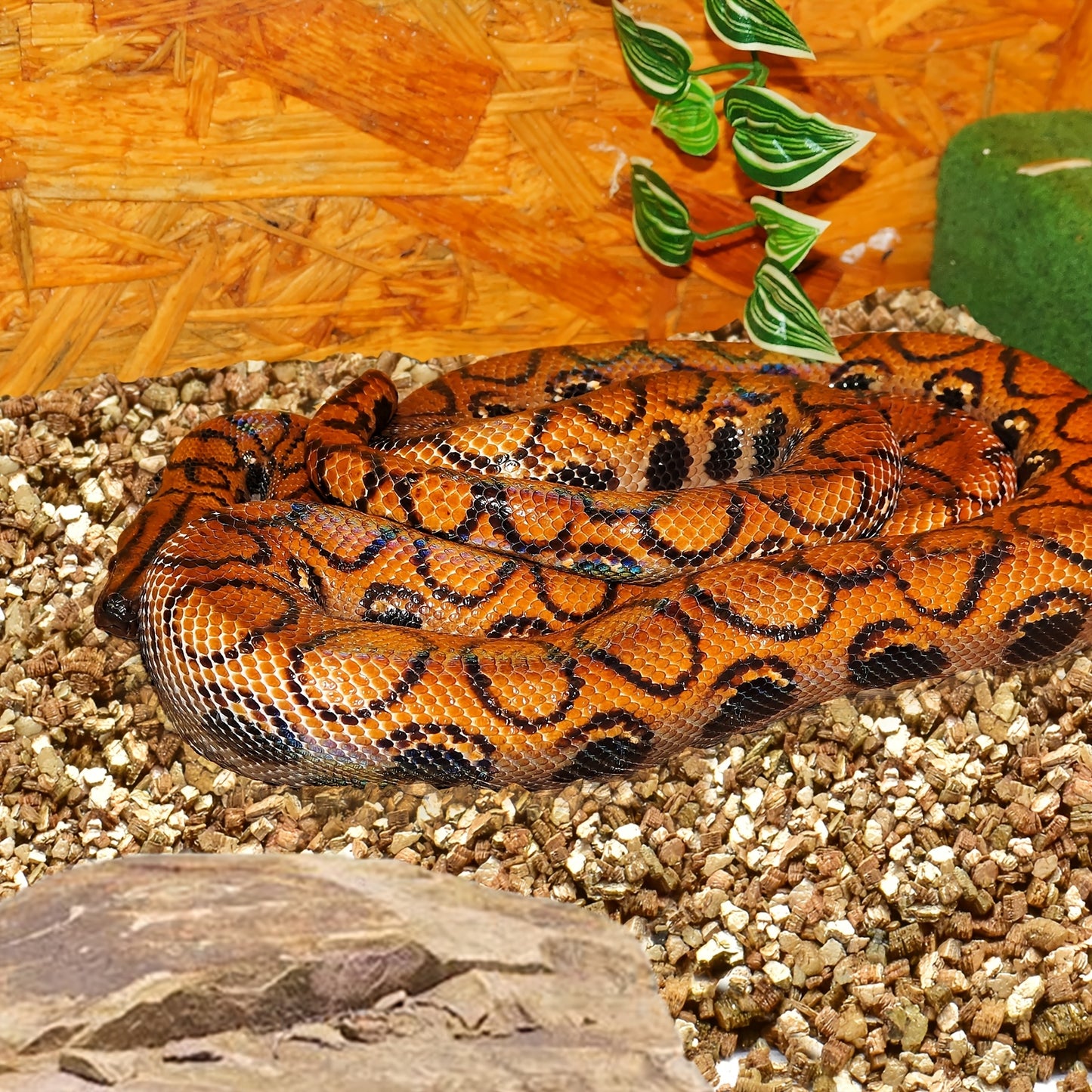Premium Natural Vermiculite Substrate for Reptiles and Terrariums