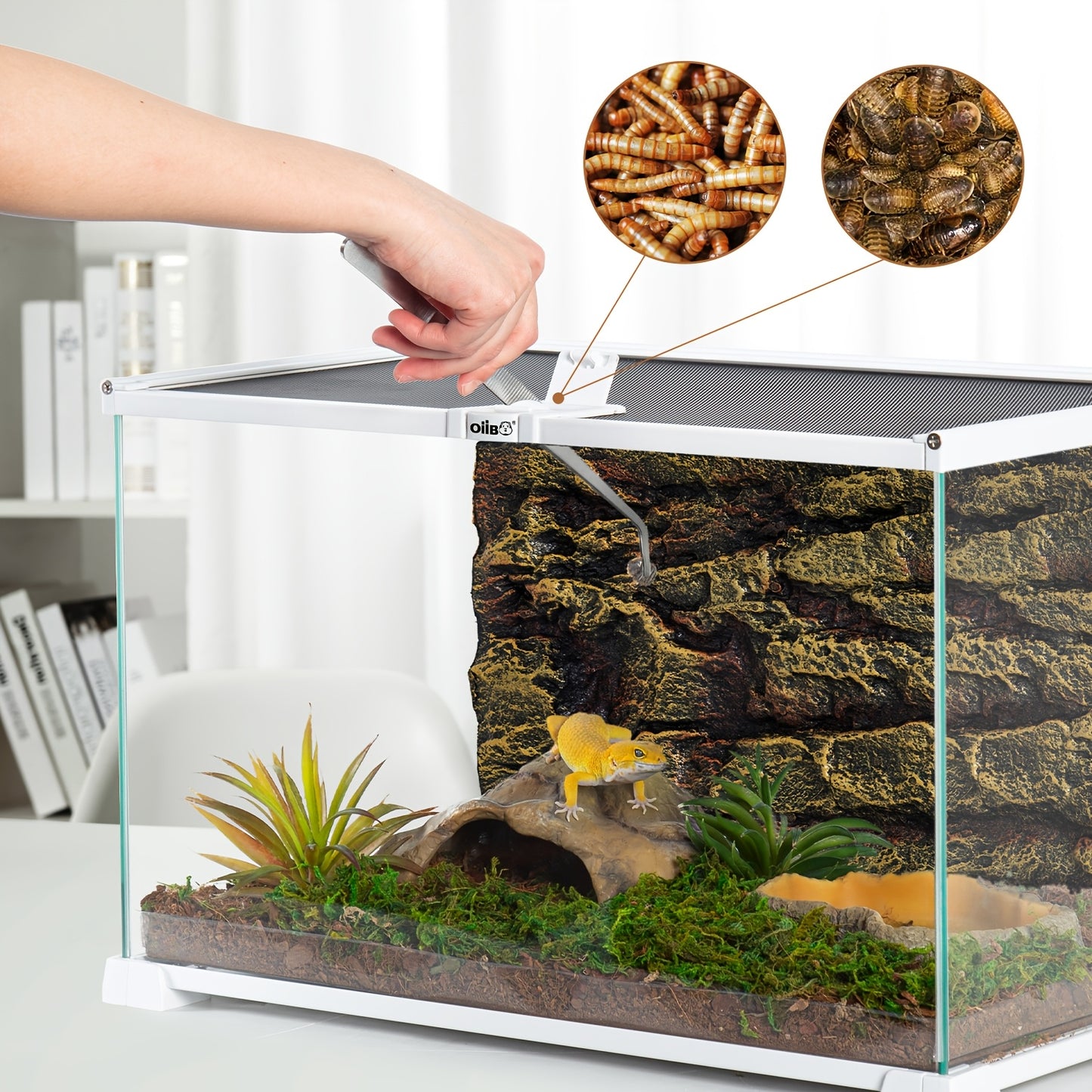White Glass Reptile Terrarium with Sliding Screen Top