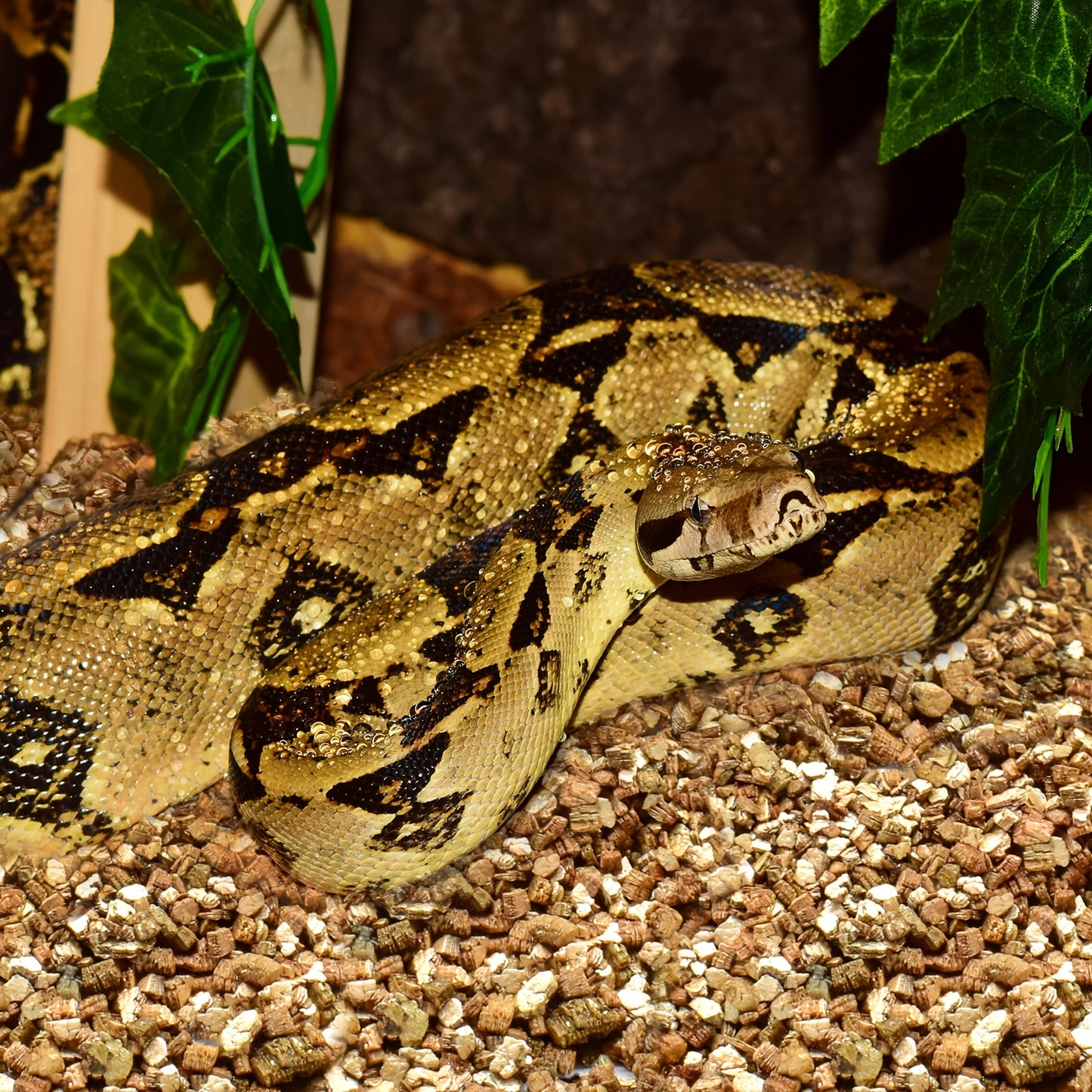 Premium Natural Vermiculite Substrate for Reptiles and Terrariums