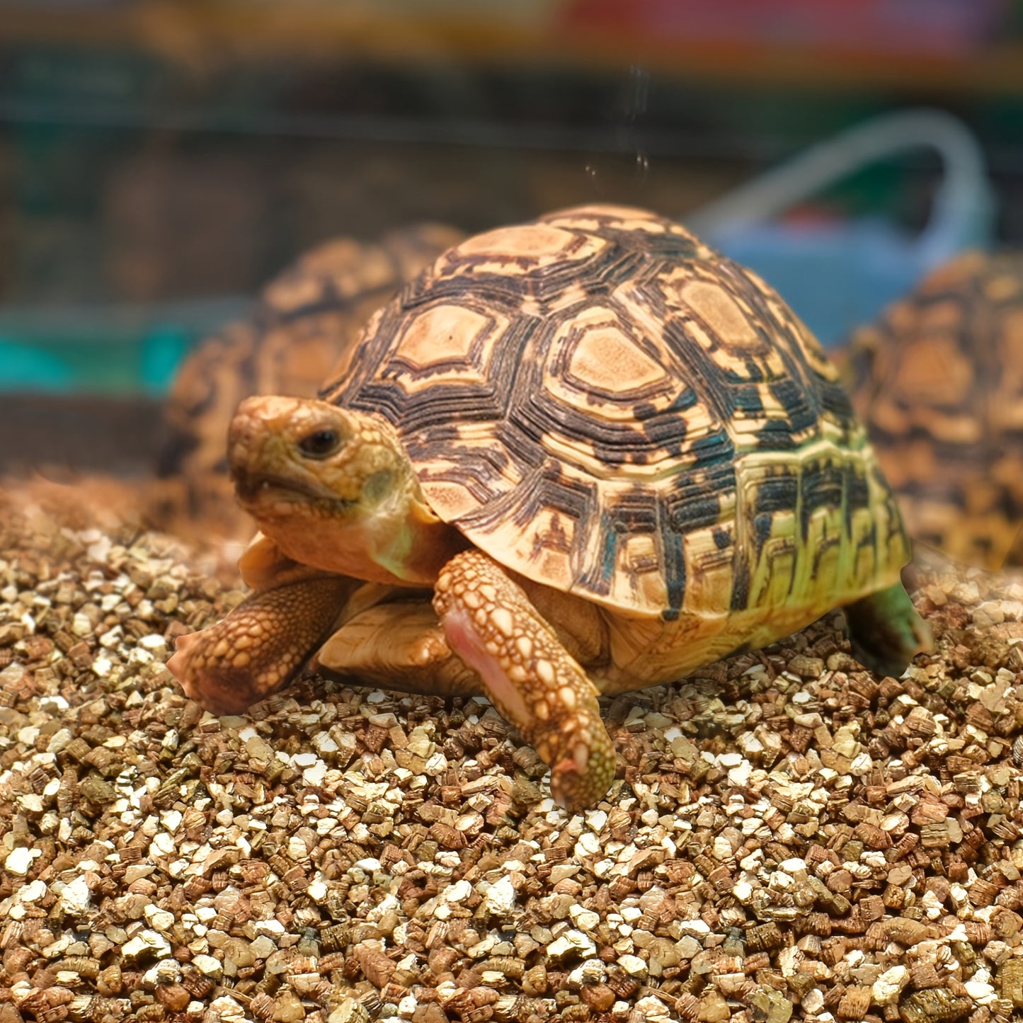 Premium Natural Vermiculite Substrate for Reptiles and Terrariums
